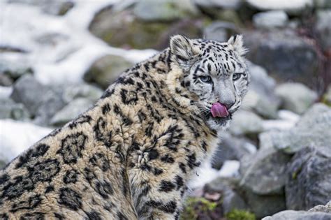 50+ Facts About Snow Leopards | Owlcation