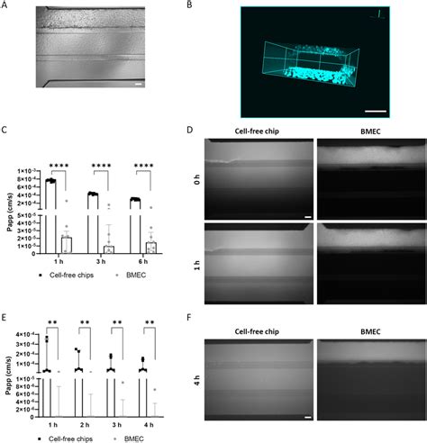 Tightness Evaluation Of The Dynamic Based Bbb Model Chip Bmec