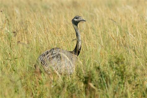 Definitive Guide To Greater Rhea Facts, Habitat, Conservation Status ...