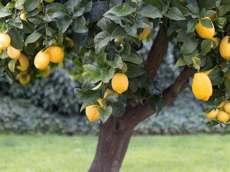 10 Dicas Simples Para Cultivar Um Limoeiro Em Um Vaso Delicias E Truques