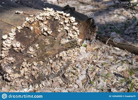 Rbol Cubierto Con Las Setas En El Bosque Miente Un Rbol Seco Viejo