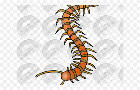 Centipede Clipart Millipedes Animal Flyer Poster Hd Png Download