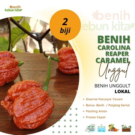 Jual Benih Cabai Carolina Reaper Caramel Shopee Indonesia