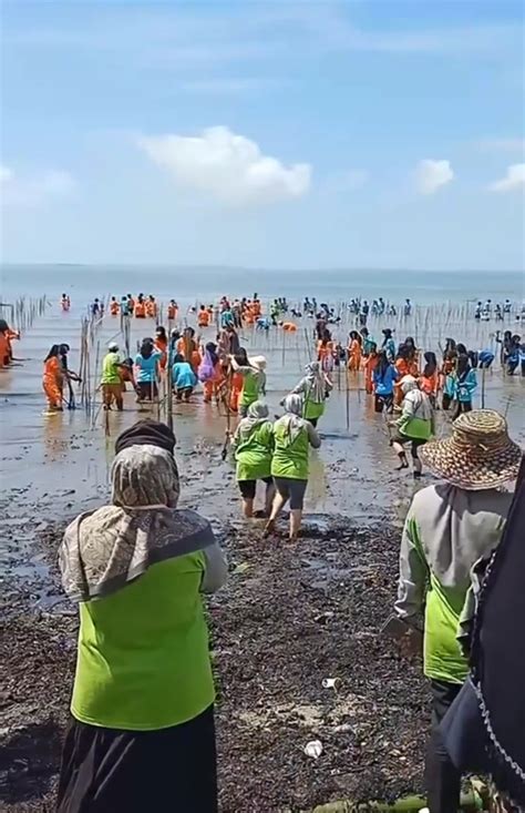 Luar Biasa 2000 Pohon Mangrove Di Tanam Siswa SMAN 1 Pulau Laut Timur