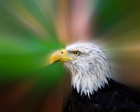 Bald Eagle Color Photograph By Steve Mckinzie