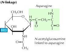 Protein Glycosylation: Study glycosylation in proteins using SimGlycan