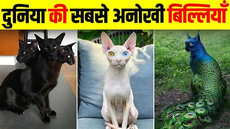 दुनिया की 10 सबसे अजीबो गरीब बिल्लियां जिन्हें देखने लिए नसीब लगता है Top 10 Rarest Cats Youtube