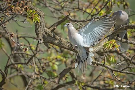 Eurasian Collared-Dove - ID, Facts, Diet, Habit & More | Birdzilla