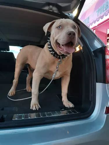 Cachorro American Bully Xl Merle Macho 5 Meses Meses sin interés