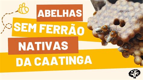 Abelhas Sem Ferr O Nativas Da Caatinga E Meliponicultura Youtube