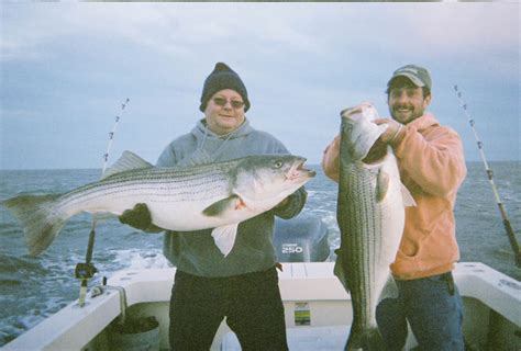 Striped Bass Photos And Rockfish Gyotaku Fish Art By Chesapeake Bay