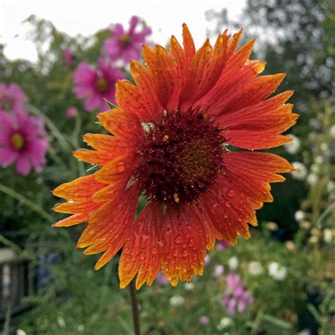 Gaillardia Seeds 11 Gaillardias Perennial Flower Seeds