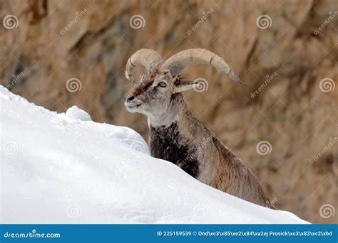 Bharal Blue Sheep, Pseudois Nayaur, In The Rock With Snow, Hemis NP ...