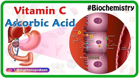 Vitamin C Ascorbic Acid Animation Metabolism Sources Synthesis Functions Scurvy Youtube