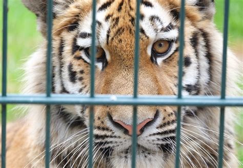 European Commission Sets Out New Plan To Stop The Illegal Wildlife