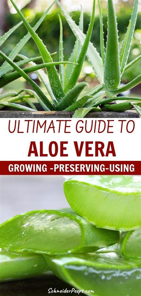 Tips For Growing Aloe Vera Indoors And Out Plus Using Aloe Vera In