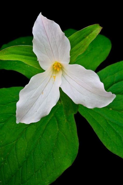 Close Up Portrait Of Large Flowered Trillium Trillium Grandiflorum G