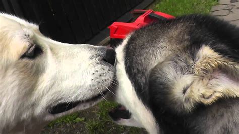SIBERIAN HUSKY: Two Dogs Licking Each Other - Dwa Psy Liżą Się - YouTube