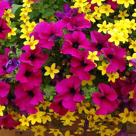 Buy Petunia Precious Purple (Fortado Purple) for less with J. Parker's