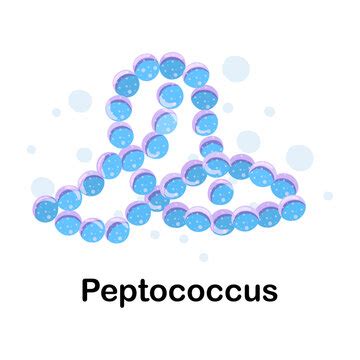 Peptococcus Images – Browse 23 Stock Photos, Vectors, and Video | Adobe ...