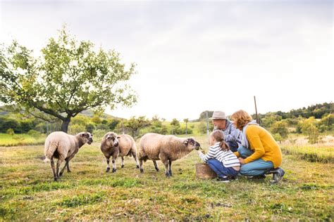 Farm animals | TeachingEnglish | British Council | BBC