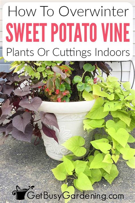 How To Overwinter Sweet Potato Vines Indoors Get Busy Gardening Potato Vine Plant Sweet