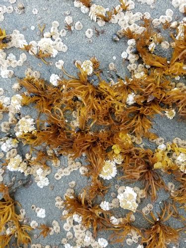 Gloiopeltis Furcata Multi Agency Rocky Intertidal Network Inaturalist