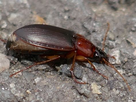 Réf 275081 INSECTA Coleoptera Carabidae Calathus Neocalathus