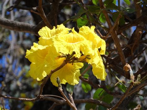 Ipê Amarelo Handroanthus Spp E Tabebuia Aurea A Planta Da Vez