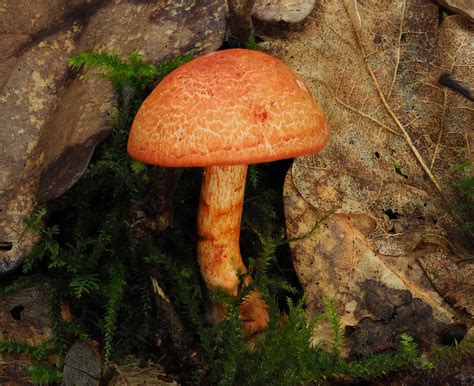 Cortinarius Bolaris Lukas Large Flickr