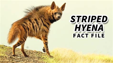 Hyena Habitat Facts