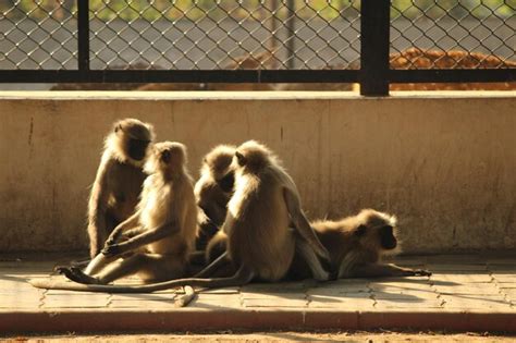 Premium Photo Monkeys Sitting In A Zoo