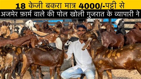 ₹4000indias Largest Goat Farming Sirohi Samriya Goat Farm Ajmer