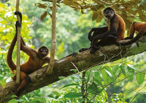 Primates In Peril The Worlds 25 Most Endangered Primates 2018 2020