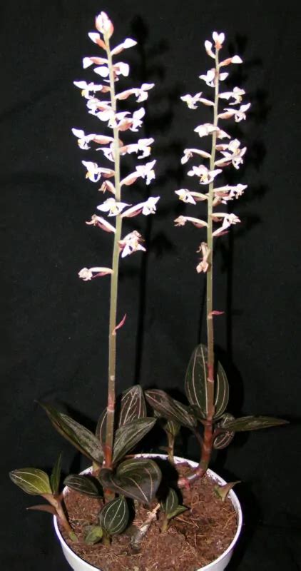 Ludisia Discolor Coltivazione E Cura Dell Orchidea Gioiello