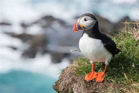 Propose banning sale of puffin meat - Ocean Sentry