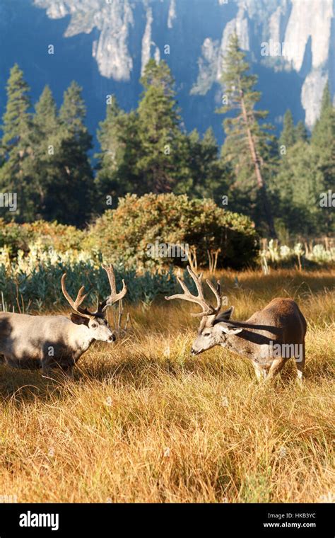 Mule Deer Bucks With Large Antlers Odocoileus Hemionus California