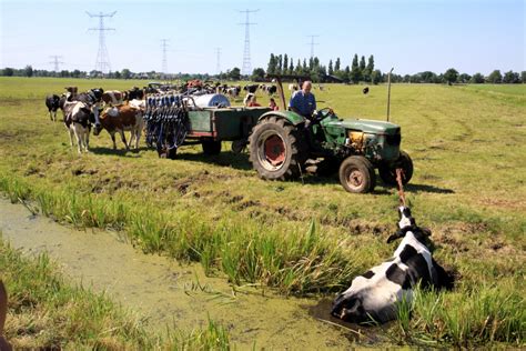 Koe Duikt Sloot In Boer Trek Haar Met Trekker Weer Op De Kant