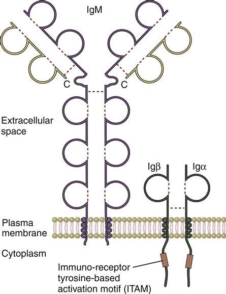 B Cell Receptor Structure