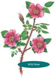 8 Alberta Rose Tattoo Ideas | rose, rose tattoo, wild roses