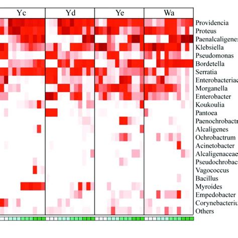 Heat Maps Of The Relative Abundances And Distributions Of Bacterial