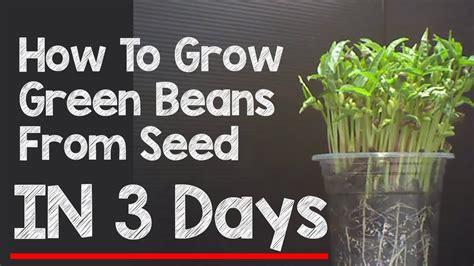 How To Grow Beans From Seeds At Home - canvas-ily