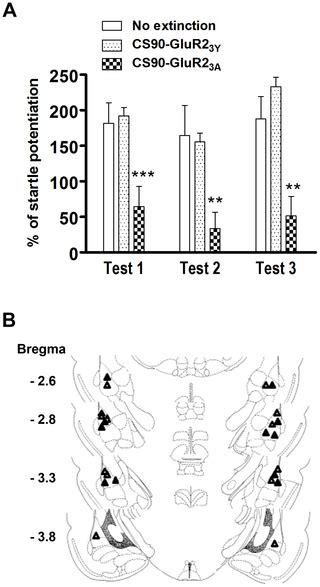 Inhibition Of Spontaneous Recovery Of Fear By Mglur5 After Prolonged