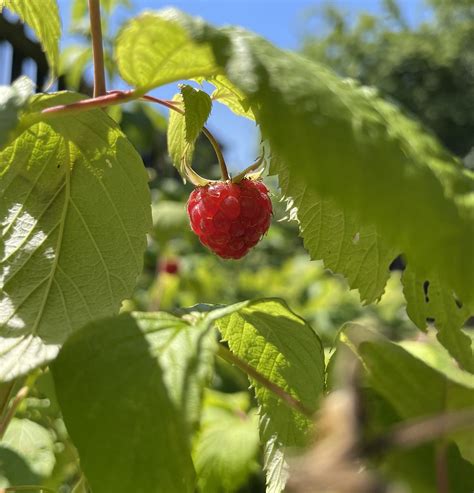 Bush Raspberry Raspberries - Free photo on Pixabay - Pixabay