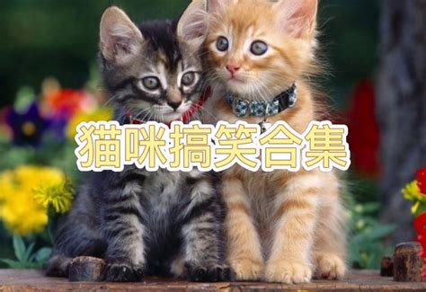 猫咪合集，可爱的小猫咪真搞笑逗比，笑翻了哔哩哔哩bilibili