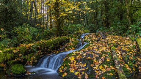 Fonds D Ecran 1366x768 Canada Automne Forêts Chute D Eau Matheson Creek Feuillage Bryophyta