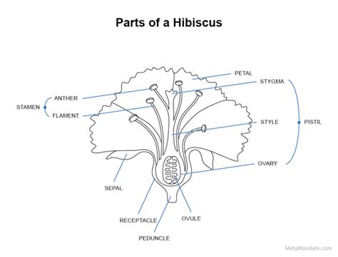 9 Hibiscus Flower Parts Names And Functions Graphic