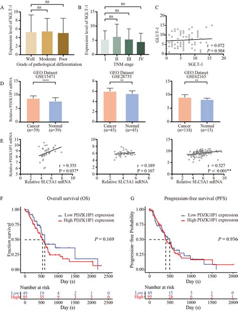 Potential Reason For The Survival Significance Of Sglt In Pdac A