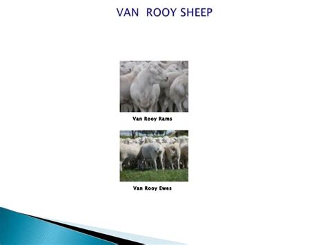 AUSTRALIAN DORPER & VAN ROOY SHEEP