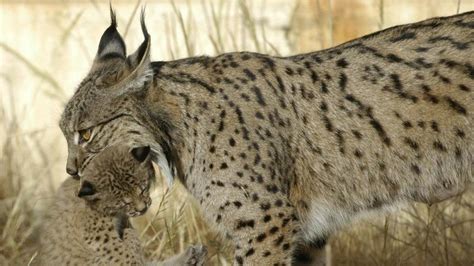 La población de lince ibérico se ha multiplicado por diez